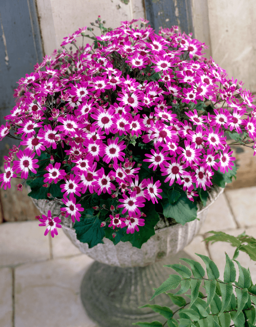 Senetti | Pericallis (Senecio) | Spring Garden Colours