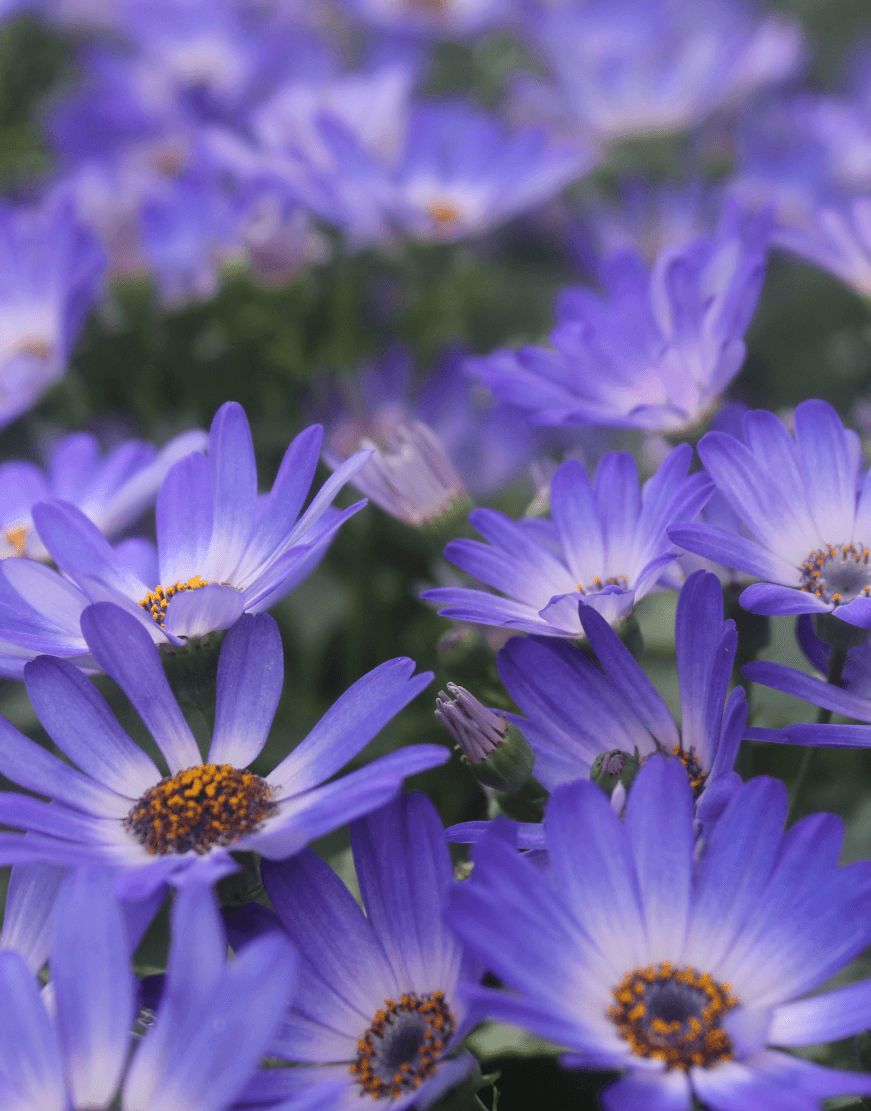 Senetti | Pericallis (Senecio) | Spring Garden Colours