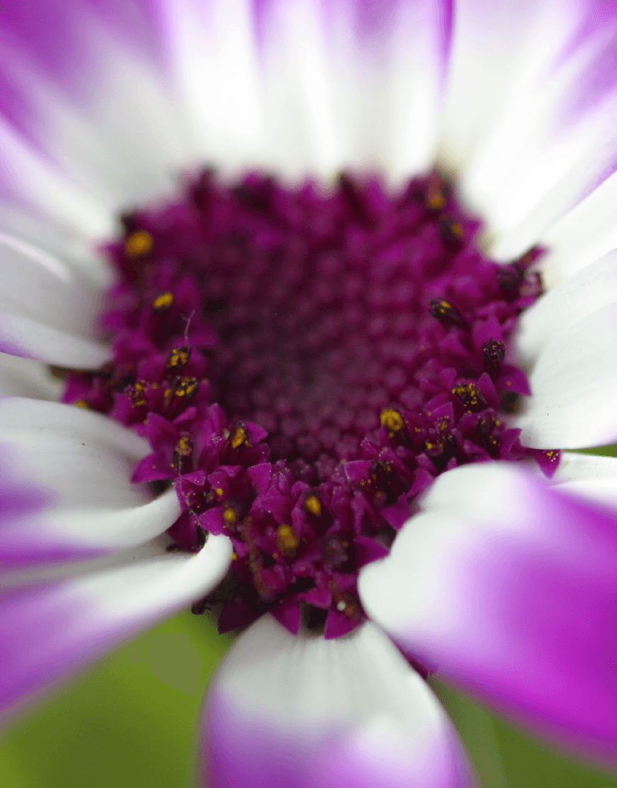 Senetti | Pericallis (Senecio) | Spring Garden Colours