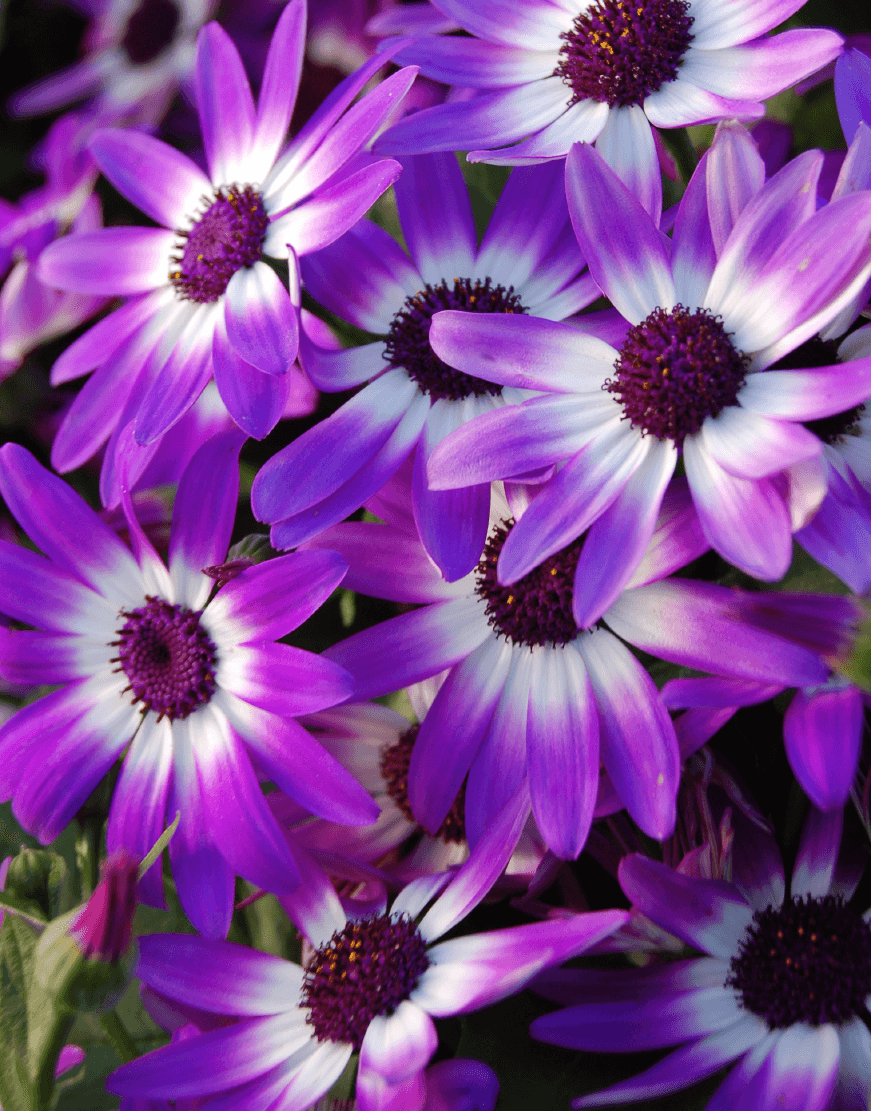 Senetti | Pericallis (Senecio) | Spring Garden Colours