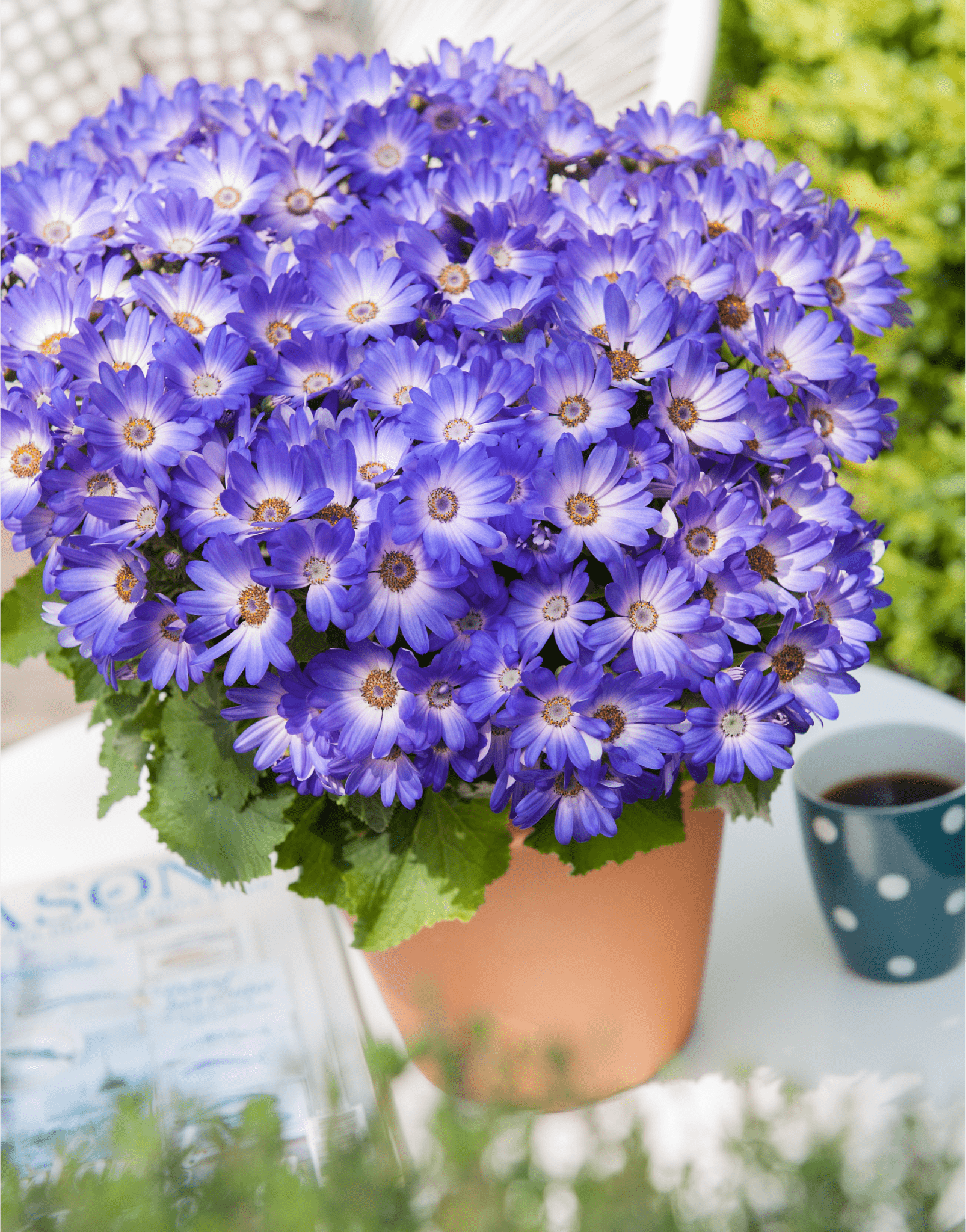Senetti | Pericallis (Senecio) | Spring Garden Colours