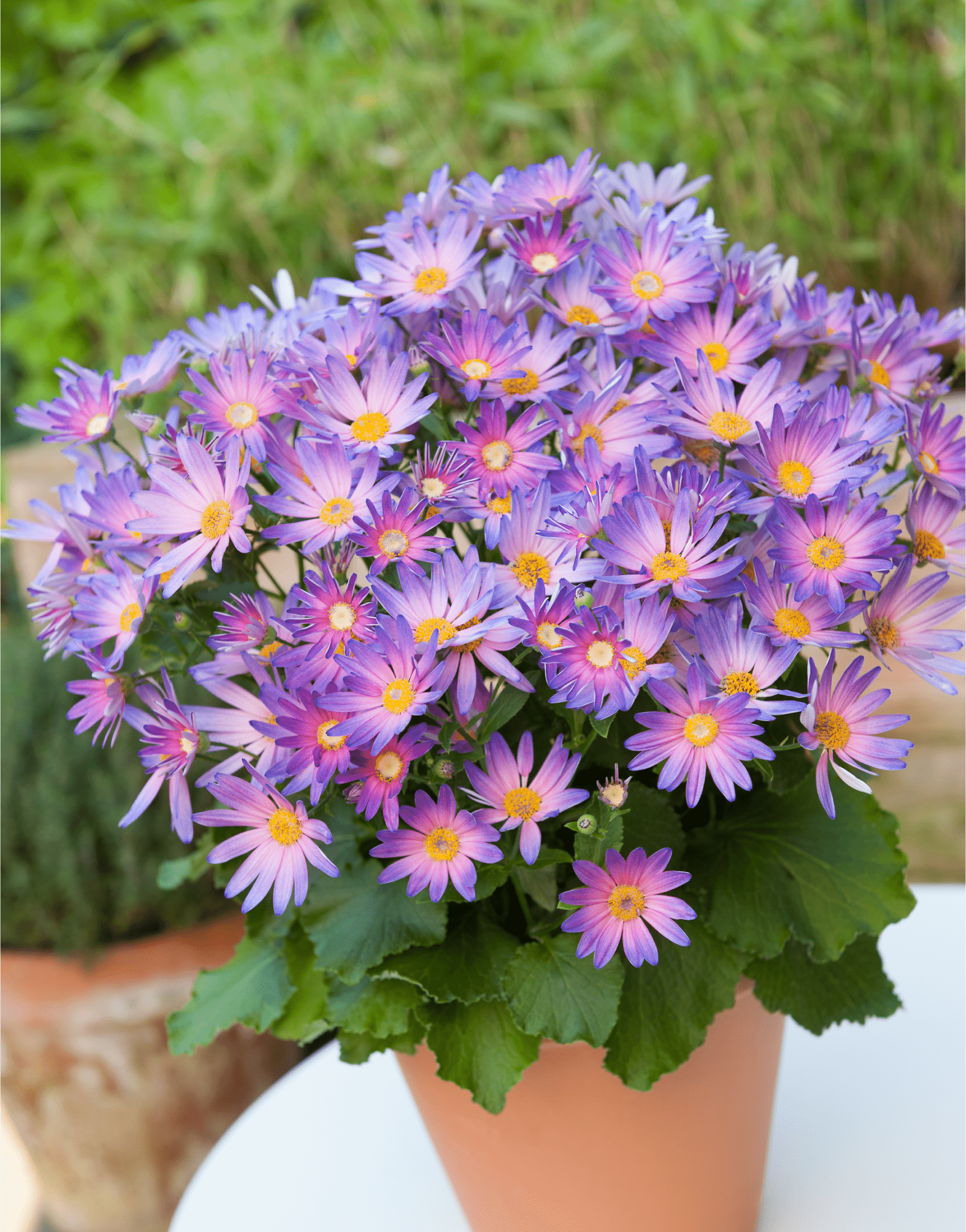 Senetti | Pericallis (Senecio) | Spring Garden Colours