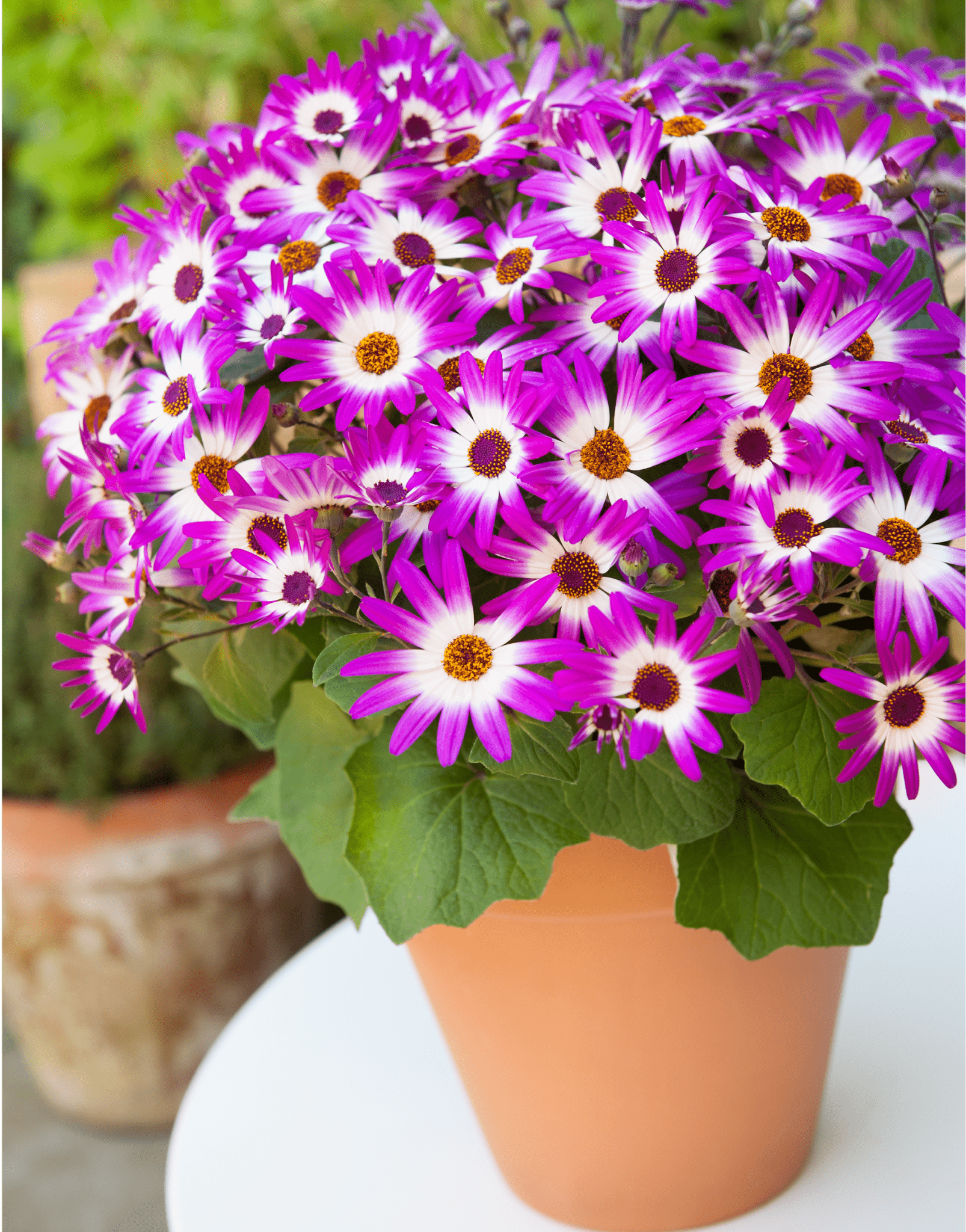 Senetti | Pericallis (Senecio) | Spring Garden Colours