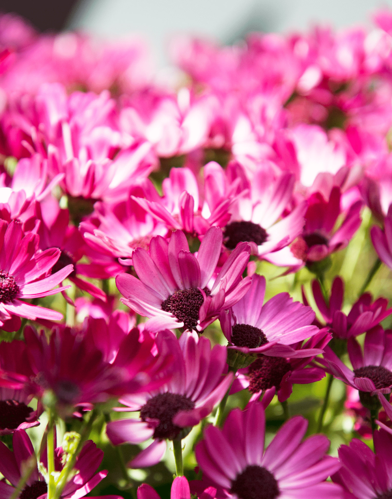 Senetti | Pericallis (Senecio) | Spring Garden Colours
