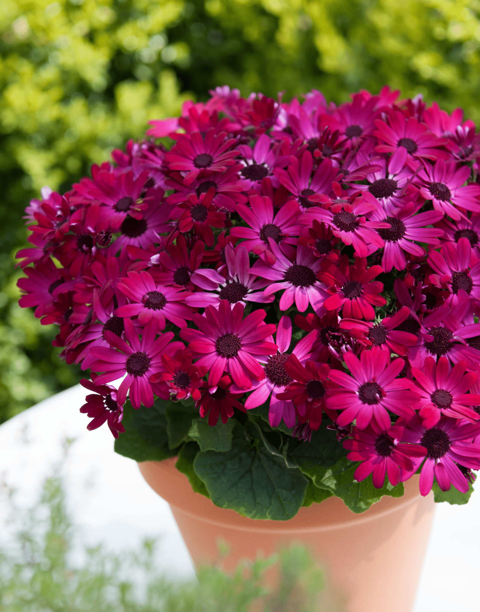 Senetti | Pericallis (Senecio) | Spring Garden Colours