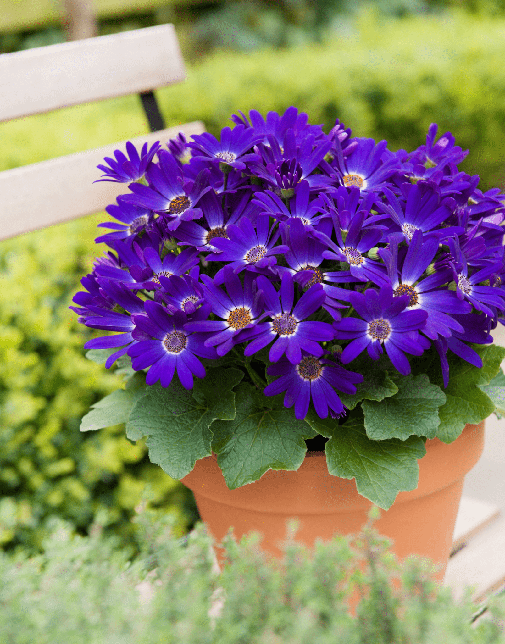 Senetti | Pericallis (Senecio) | Spring Garden Colours
